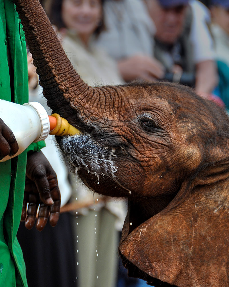Baby Elephant Being Bottle Fed at Sheldrick Wildlife Trust in Nairobi - Sustainable Travel Africa