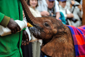 Baby Elephant Being Bottle Fed at Sheldrick Wildlife Trust in Nairobi - Sustainable Travel Africa