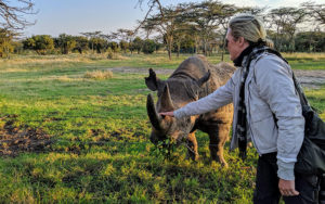 Petting a Rhino at Ol Pejeta Rhino Conservancy, Kenya