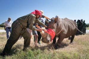 africa-great-plains-foundation-rhinos-without-borders-900x600