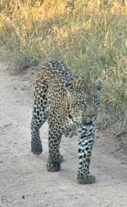 Leopard Sabi Sands
